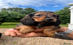 Miniature Dachshund dogs for sale: Top Show Quality KC Miniature Dachshund Puppies - Image 35