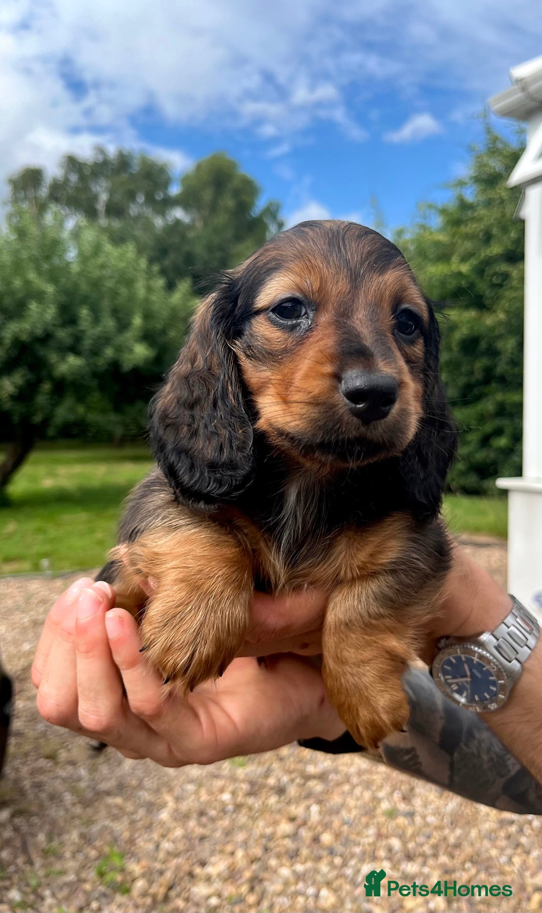 Miniature Dachshund dogs for sale: Top Show Quality KC Miniature Dachshund Puppies - Image 35