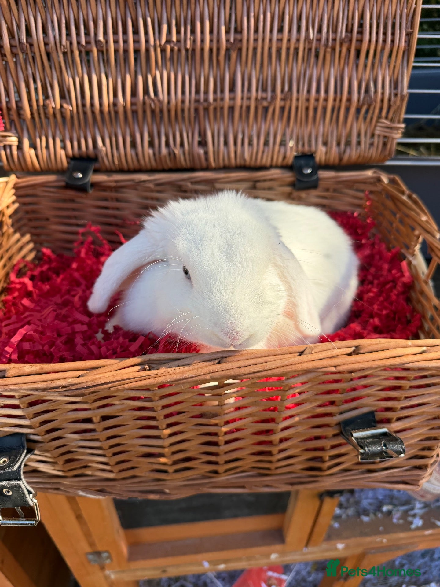 Mini Lop rabbits Male lop pure white with blue eyes 6 months  - Advert 2