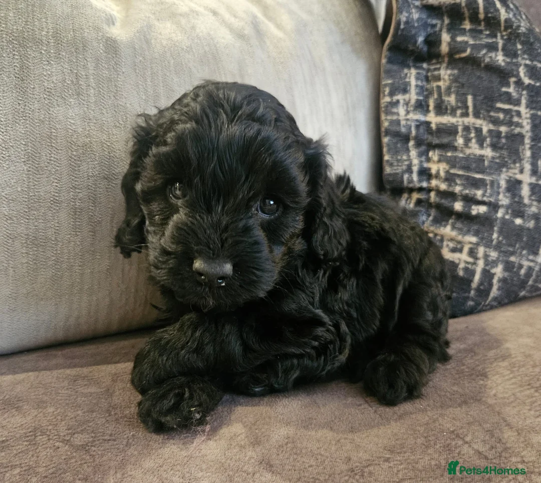 Cockapoo dogs for sale: Stunning cockapoo🖤🖤 - Advert 6