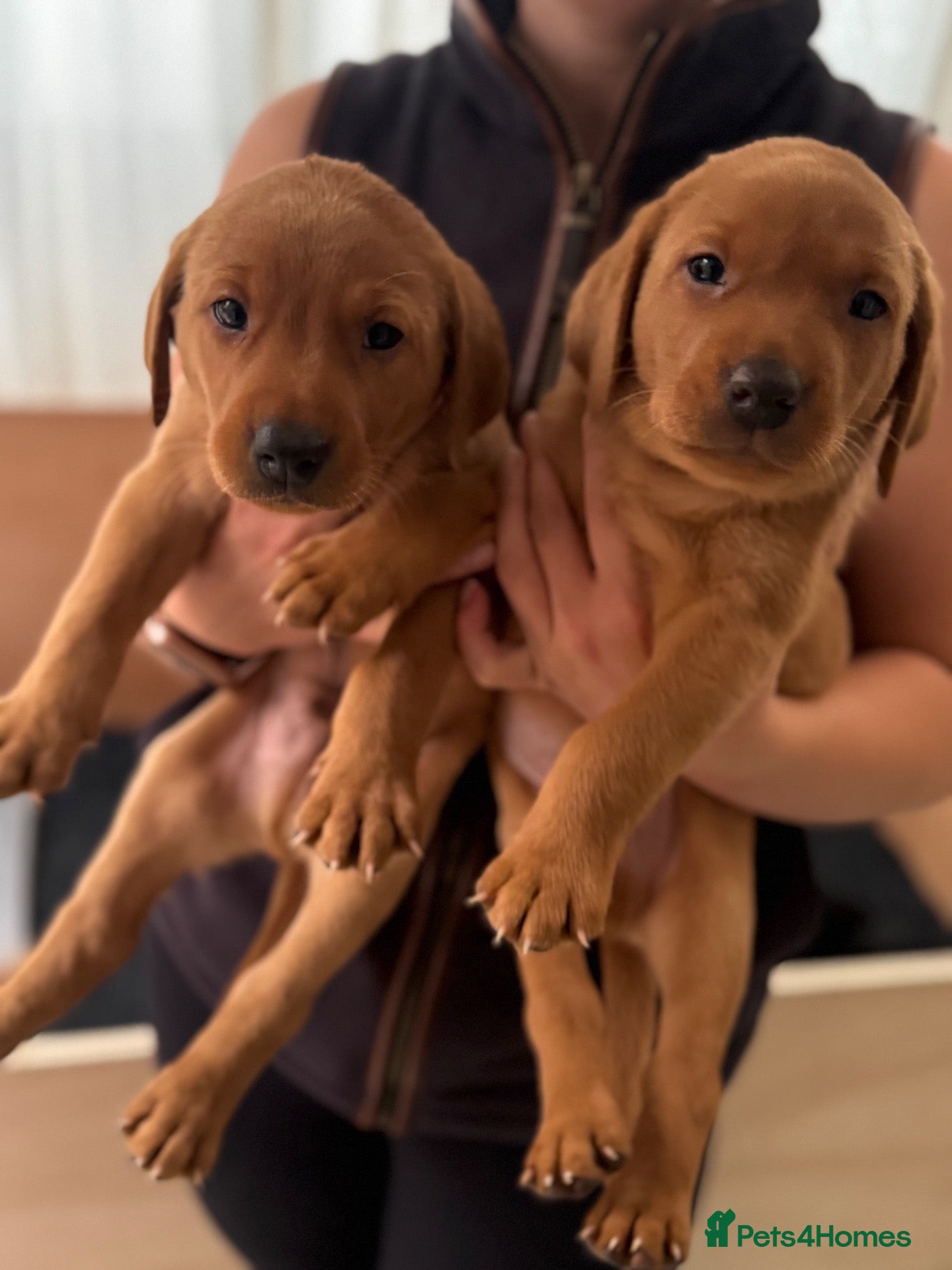 Labrador Retriever dogs Fox red Labrador puppies  - Advert 5