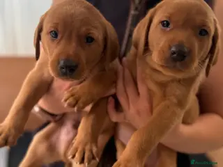 Labrador Retriever dogs Fox red Labrador puppies - Advert 3