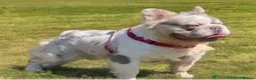 French Bulldog dogs for sale: Fluffy frenchies due july  - Advert 23