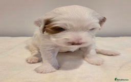 Australian Labradoodle dogs for sale: Australian Labradoodle Puppies  - Image 4