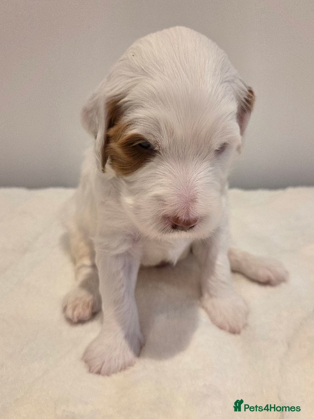 Australian Labradoodle dogs for sale: Australian Labradoodle Puppies  - Image 4