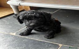 Miniature Poodle dogs for sale: Beautiful litter of Cheeky KC Reg. Mini Poodle's - Image 6