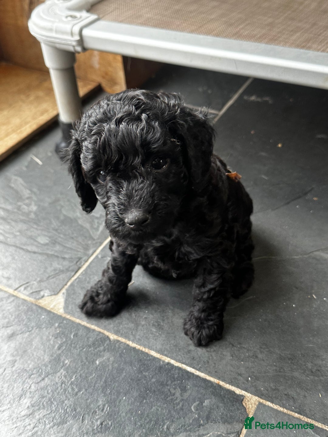 Miniature Poodle dogs for sale: Beautiful litter of Cheeky KC Reg. Mini Poodle's - Image 6