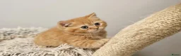 British Shorthair cats for sale: Beautiful Ginger Girl Tabby BSH Kitten - Advert 17