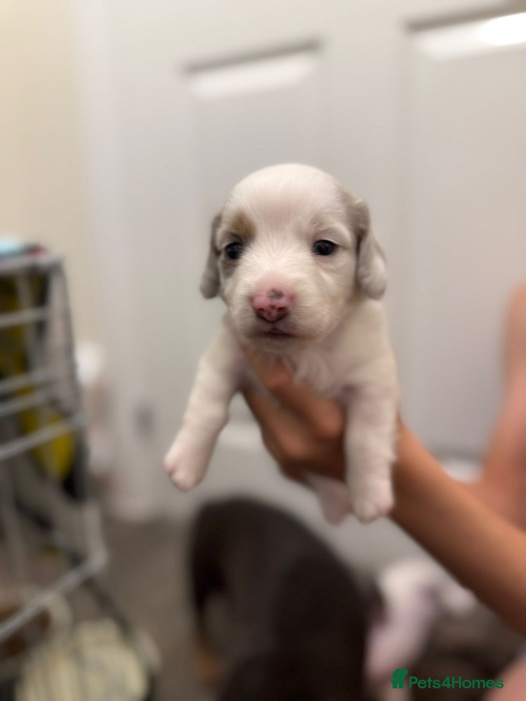 Miniature Dachshund dogs for sale: 4 MINIATURE DACHSHUND PUPPIES 🤍  - Image 2