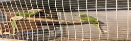 Parrots birds for sale: Pair of Alexandrine parrots for sale in Romford - Advert 4