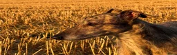 Lurcher dogs for sale: Stunning Brindle Lurcher Puppies  - Advert 8