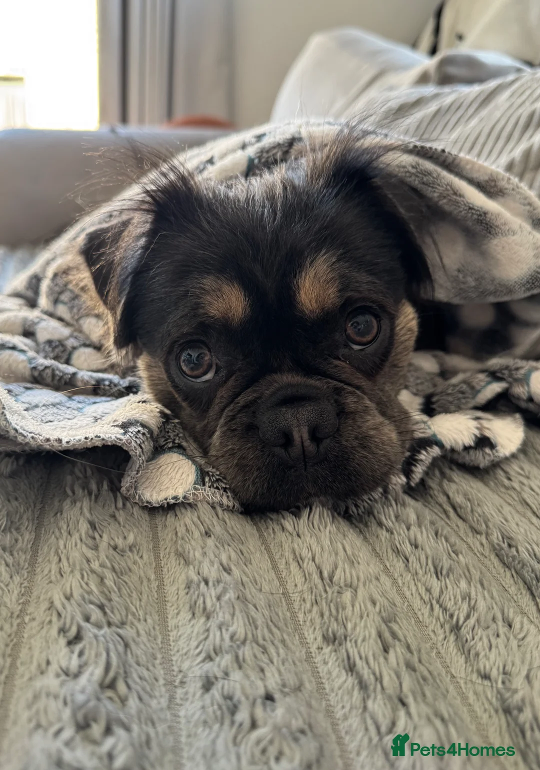 Frug dogs for sale: Bluey - 3 legged frug  - Advert 3