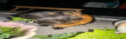 Guinea Pig rodents for sale: 2 bonded board with all supplies in ELY - Advert 8