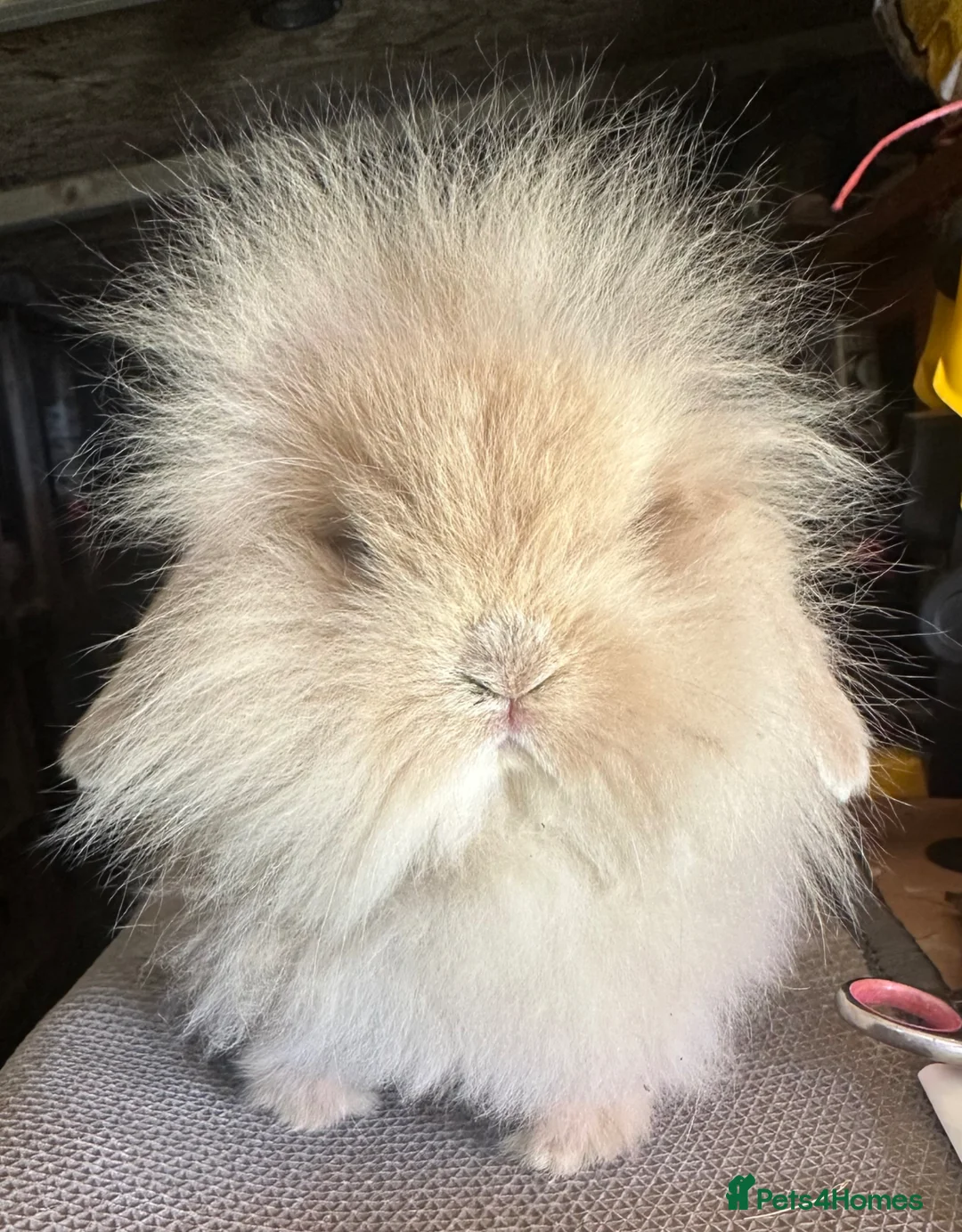 Mini Lion Lop rabbits for sale: 4 mini lion lops and a lionhead  in Reading - Advert 1
