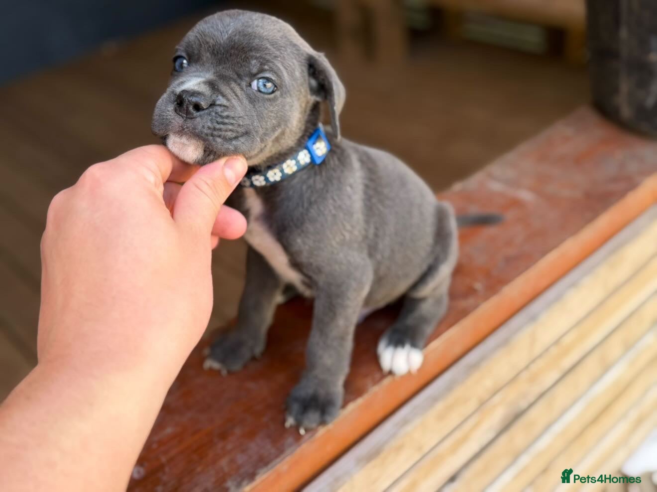 Cane Corso dogs Stunning cane corso 🐶 - Advert 1