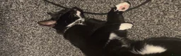 Mixed Breed cats for sale: Milo  - Advert 3