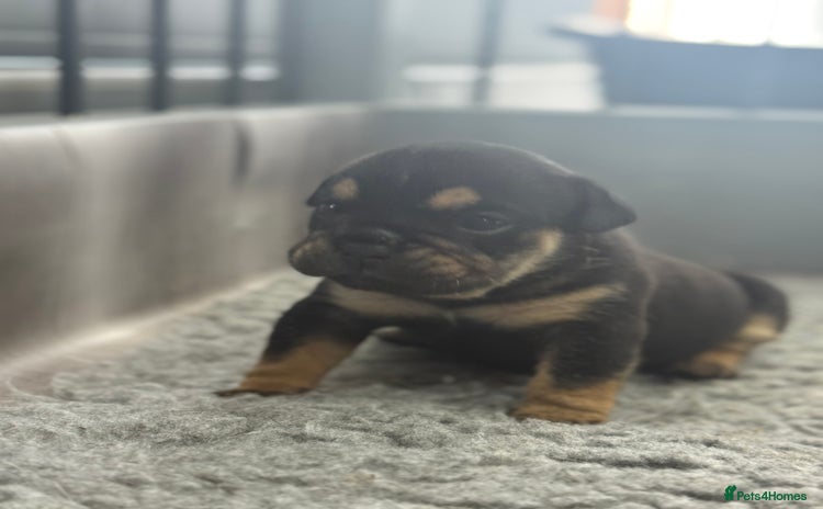 English Bulldog dogs - Advert 2