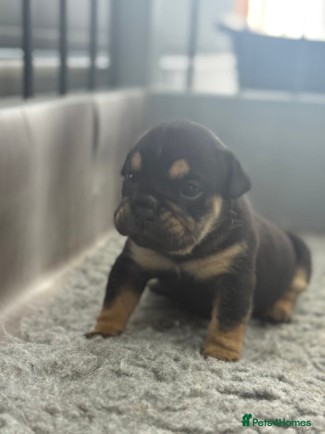 English Bulldog dogs for sale: Beautiful English bulldog puppies - Image 1