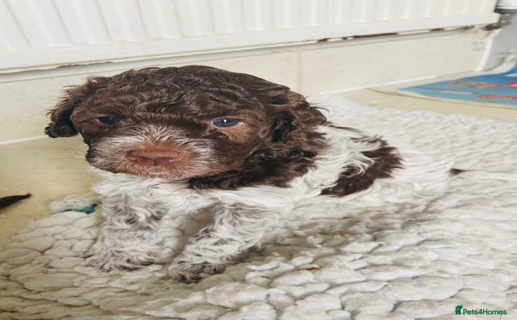 Lagotto Romagnolo dogs - Advert 1