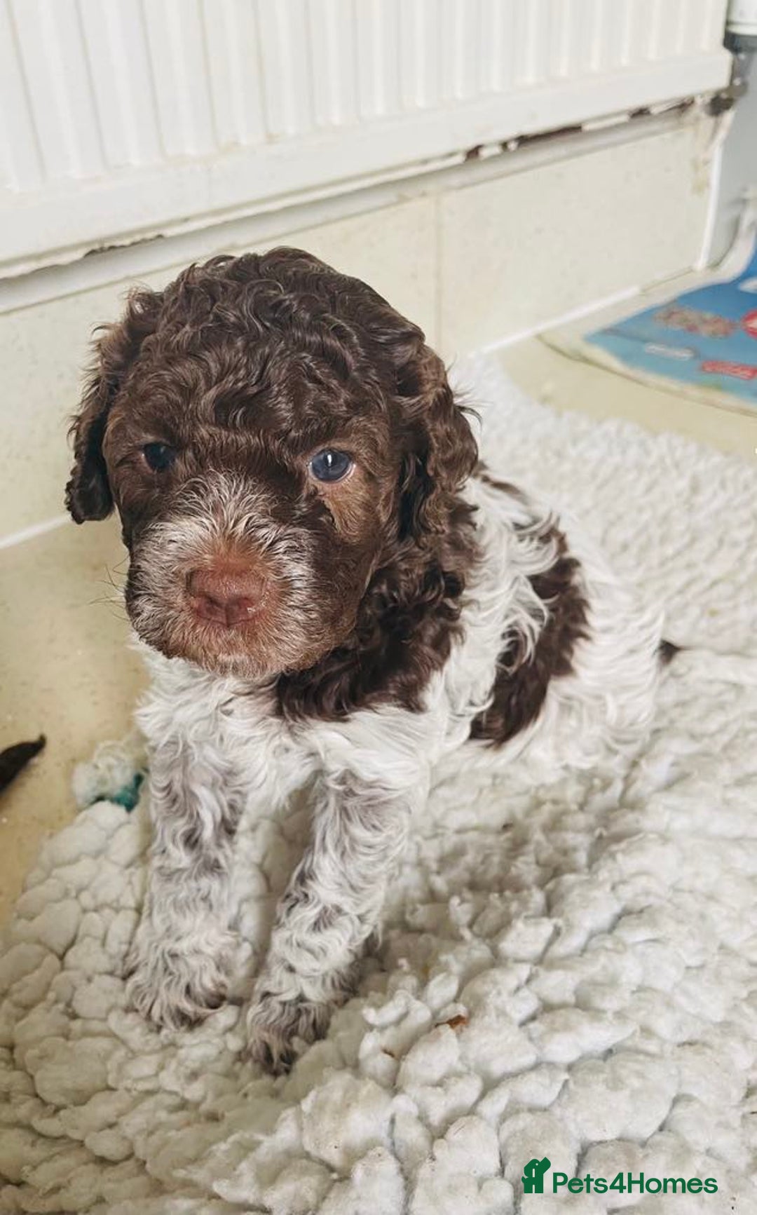 Lagotto Romagnolo dogs for sale: MULTI INTERNATIONAL CHAMPION GRANDPARENTS - Image 1