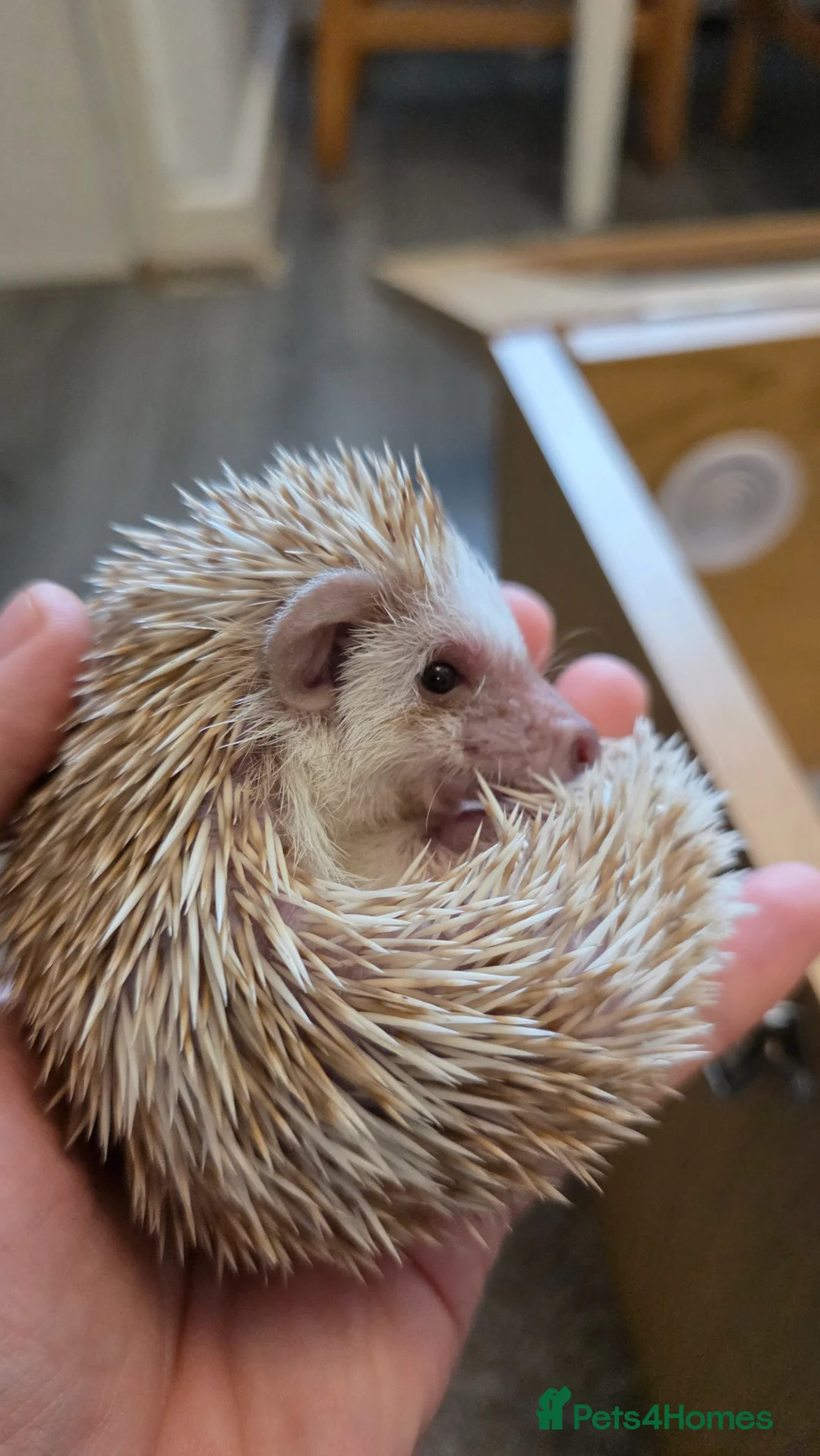 Pygmy Hedgehog rodents for sale: 8 weeks old hedgehogs ready to move - Advert 2