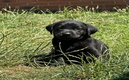 Labrador Retriever dogs for sale: 2 Beautiful female black lab READY TO LEAVE NOW!  in Tidworth - Image 28