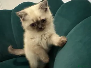 Scottish Fold cats Purebred Chinchilla Scottish Fold Kittens 🐾 - Advert 1