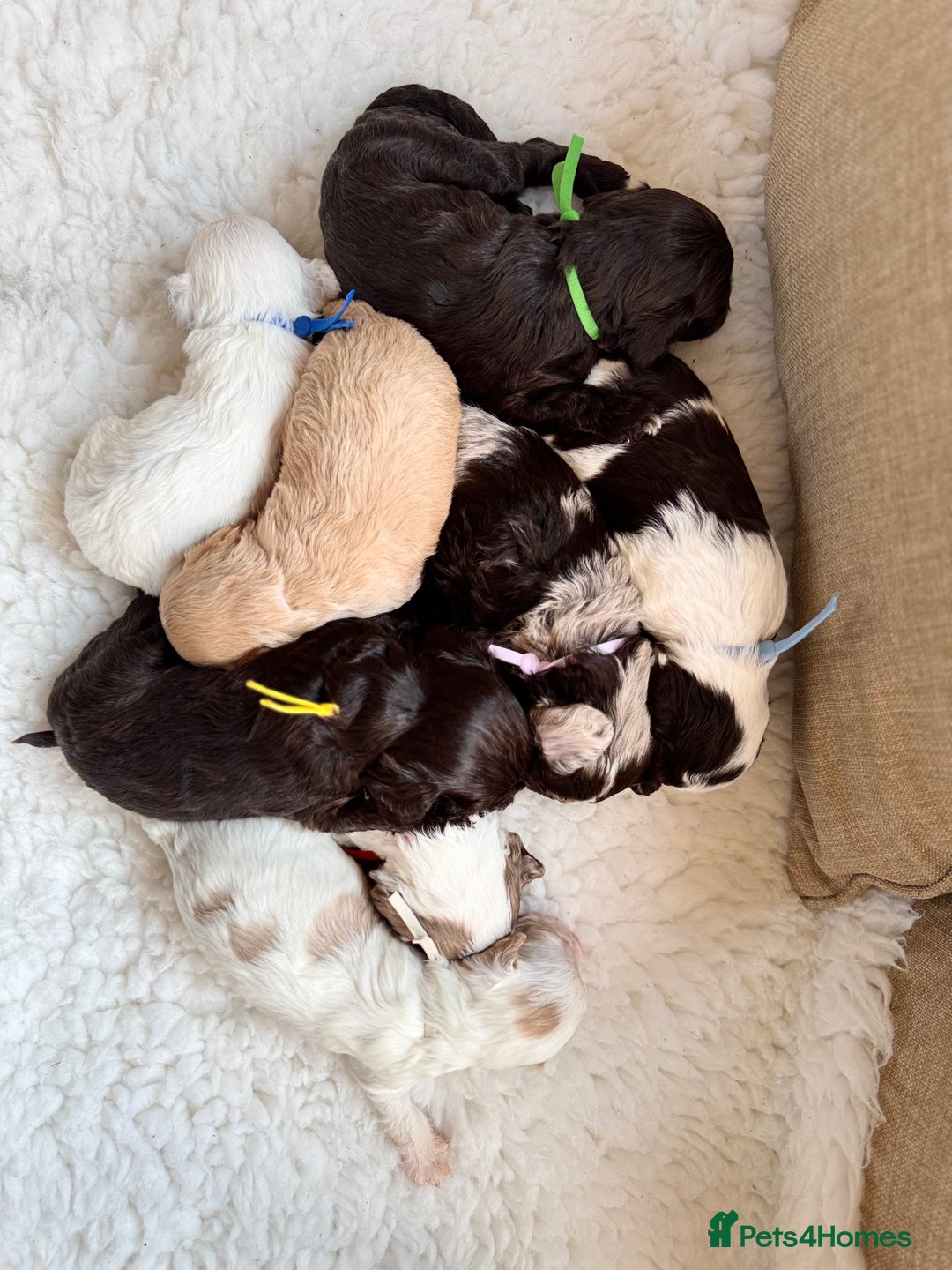Cavapoo dogs for sale: F1 Extensively Health  Tested Mini Cavapoos  - Image 3