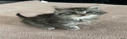British Longhair cats for sale: British longhair and shorthair kittens - Advert 6