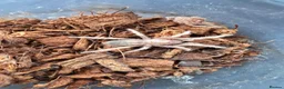 Tarantulas invertebrates for sale: 5 x Nhandu Chromatus Tarantula 1.5 - 2.5cm - Advert 4