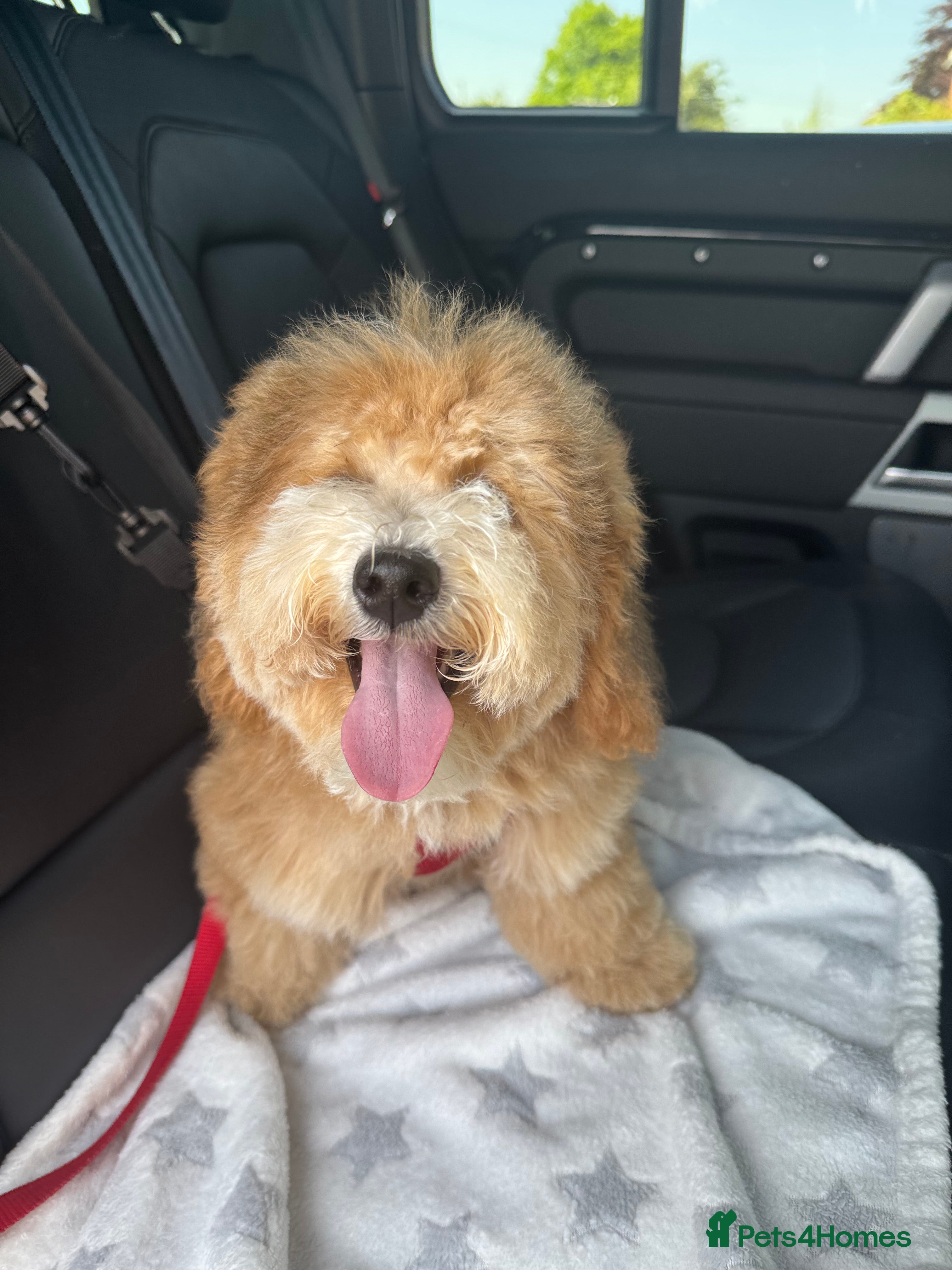 Maltipoo dogs Maltipoo Male - Advert 1