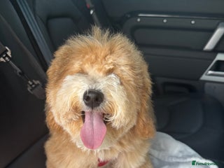 Maltipoo dogs Puppy for Sale - Advert 1