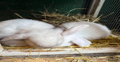 Mini Lop rabbits - Advert 2