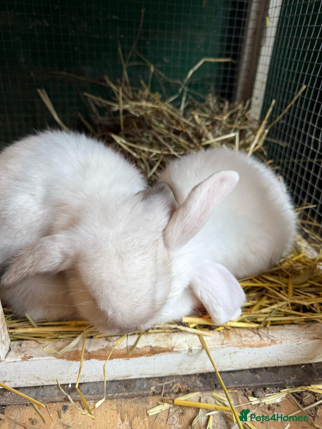 Mini Lop rabbits for sale: Adorable mini lop's looking for new home - Image 2