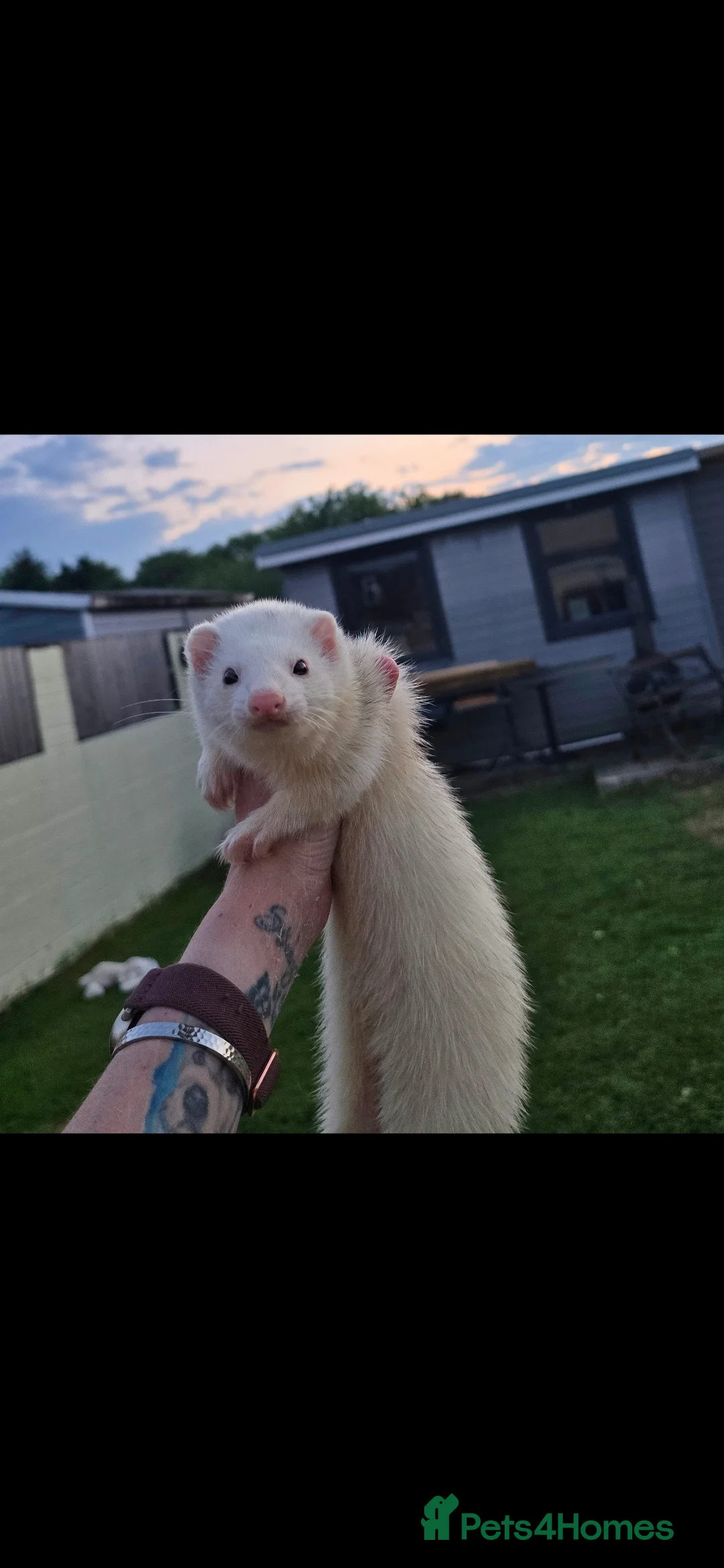 Ferret rodents for sale: 3 ferrets to go together - Advert 2