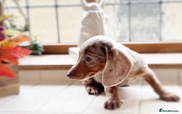 Miniature Dachshund dogs for sale: Health tested Mini dachshund puppies  - Image 8