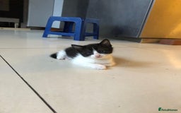 British Shorthair cats for sale: British Shorthair x Striped Tabby Kittens –2 Males - Image 7