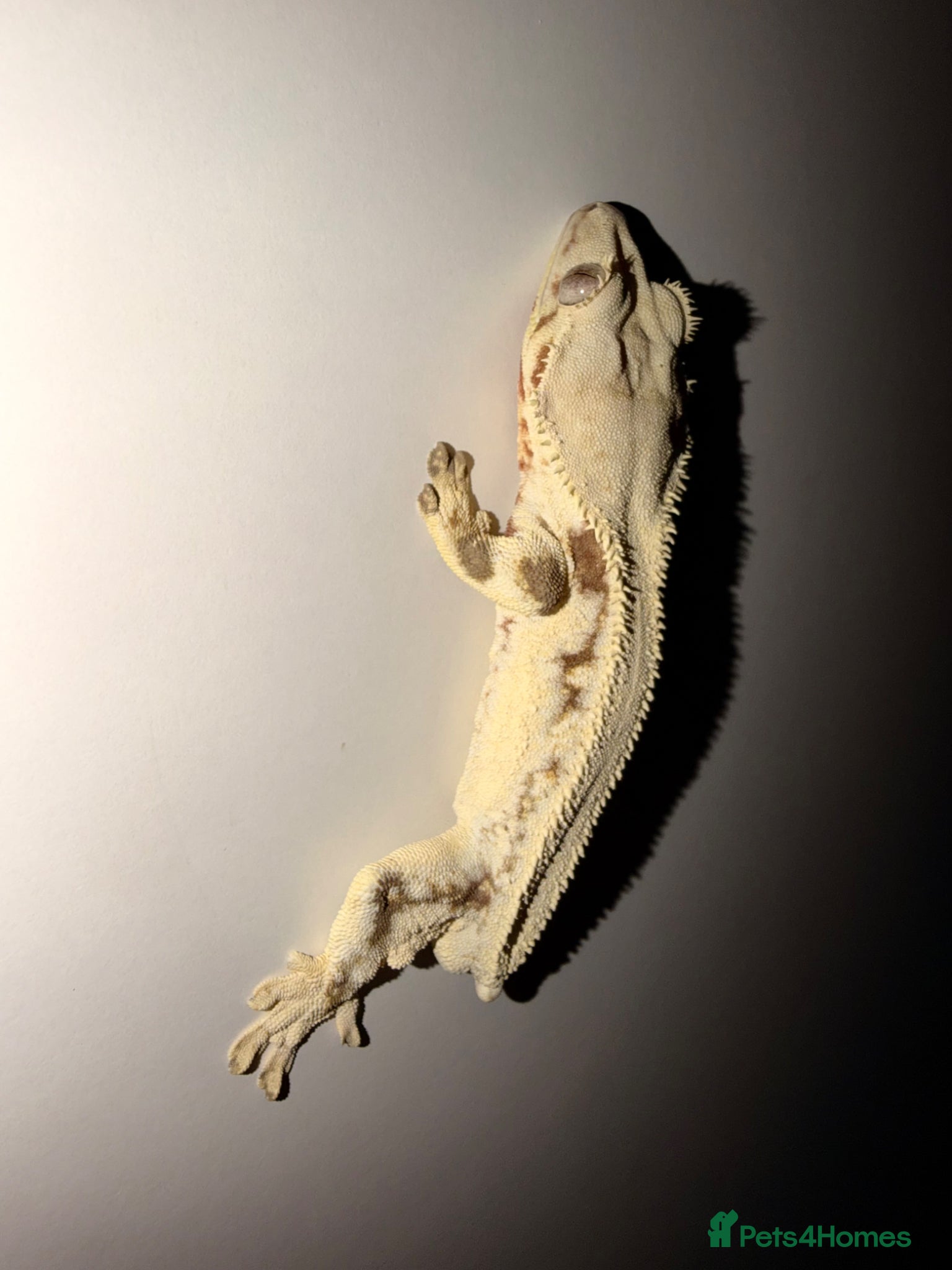 Gecko reptiles Stunning Crested Gecko - Advert 3