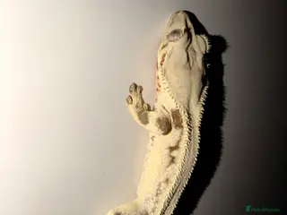 Gecko reptiles Stunning Crested Gecko - Advert 3