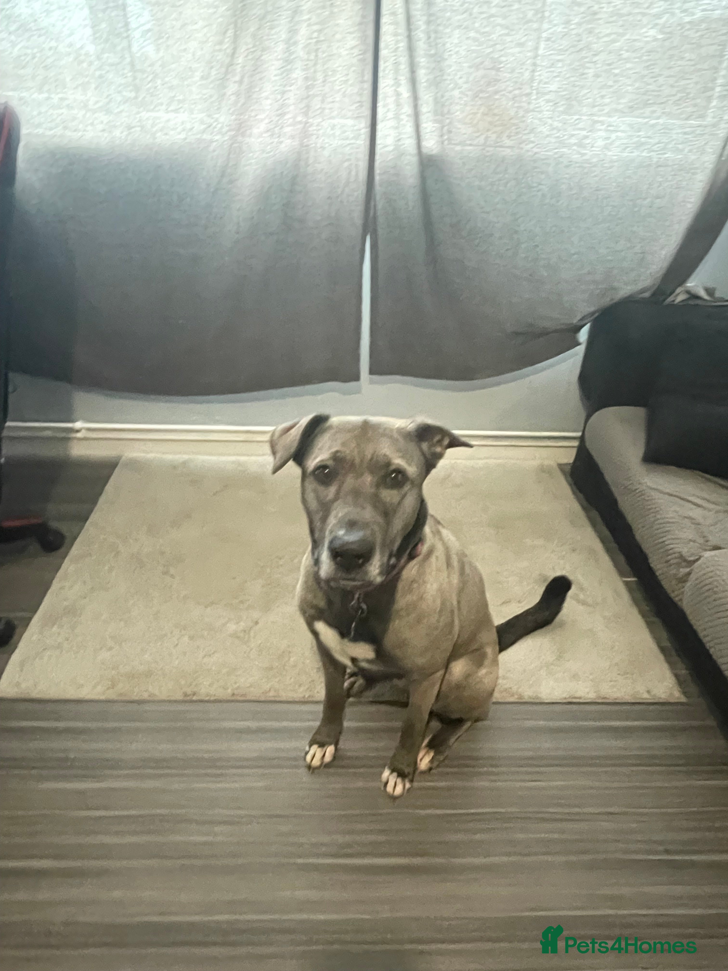 Mixed Breed dogs Dog forever home - Advert 1