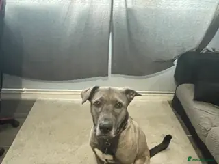 Mixed Breed dogs Dog forever home - Advert 1