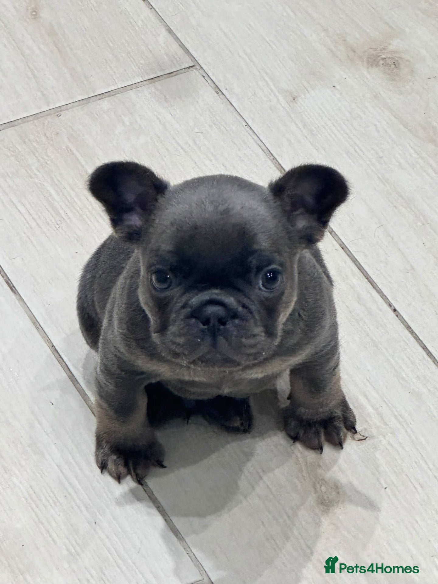 French Bulldog dogs for sale: Stunning Fluffy Frenchies!! - Advert 22