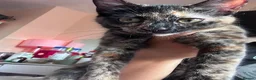 Mixed Breed cats for sale: 2 beautiful kittens female 1 female Calico big sis in Gillingham - Advert 14