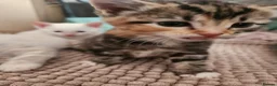 Mixed Breed cats for sale: Kittens - Advert 10