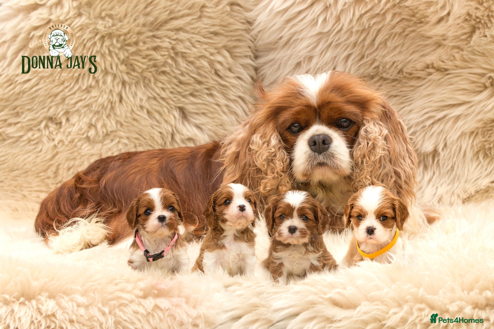 Cavalier King Charles Spaniel dogs ✨ DONNAJAYS CAVALIER KING CHARLES SPANIEL ✨ - Advert 1
