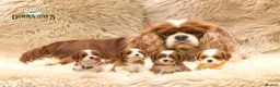Cavalier King Charles Spaniel dogs for sale: ✨ DONNAJAYS CAVALIER KING CHARLES SPANIEL ✨ - Advert 1