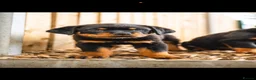 Rottweiler dogs for sale: 🐾 KC Registered Rottweiler Puppies for sale in Huddersfield - Advert 24