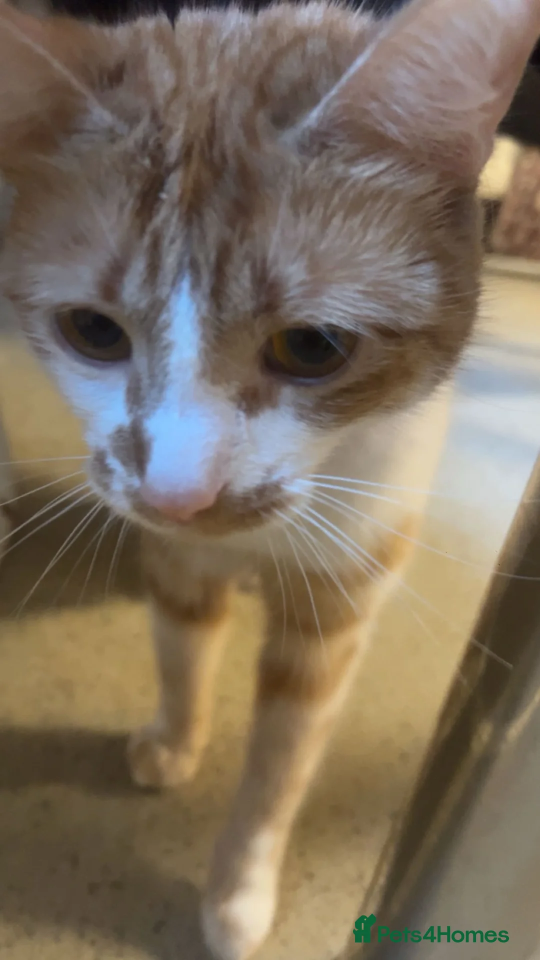 British Shorthair cats for sale: 🐾 Loving home wanted for Thea 🐾 - Advert 2