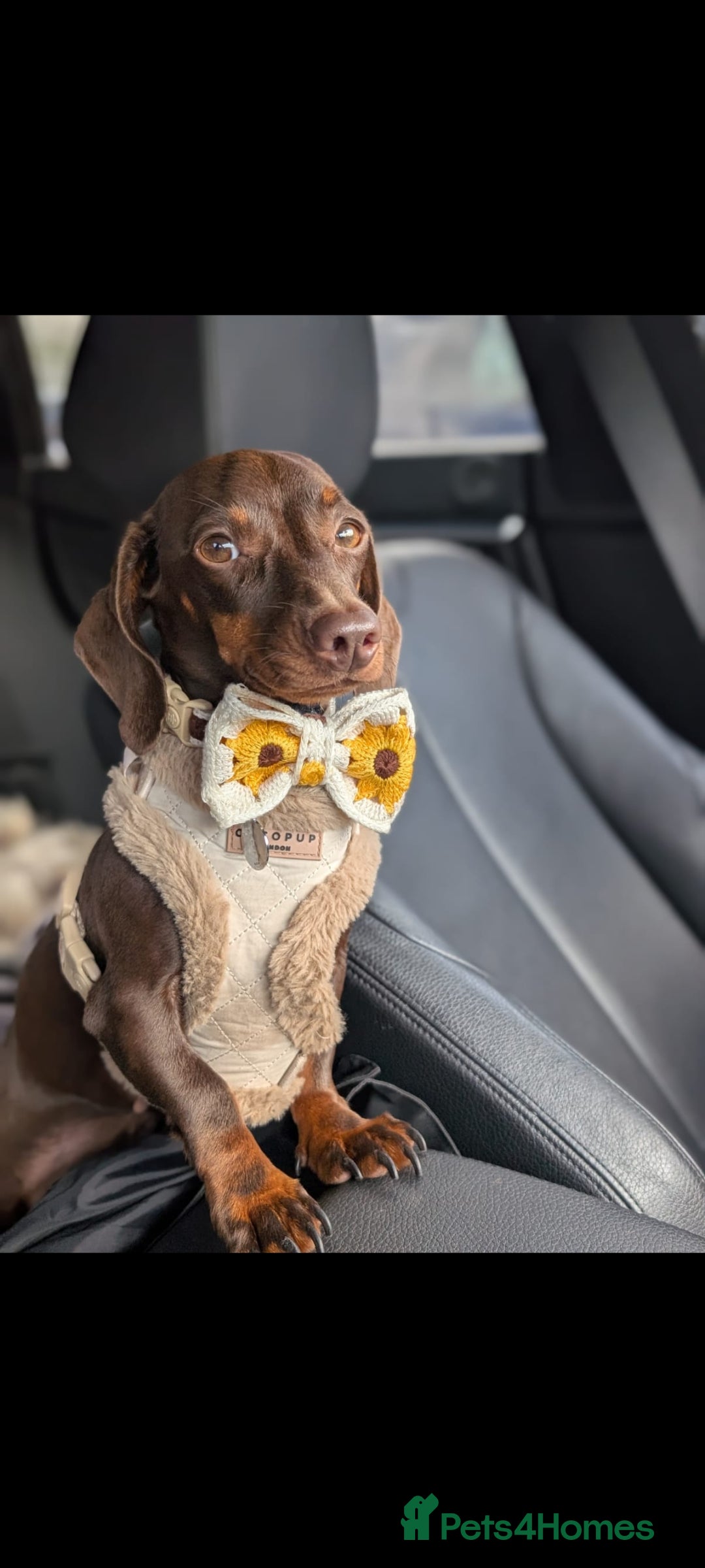 Miniature Dachshund dogs for sale: Adorable little of miniature daschunds  - Advert 19