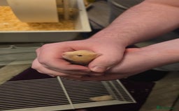 Hamster rodents for sale: Baby syrian hamsters  - Image 14